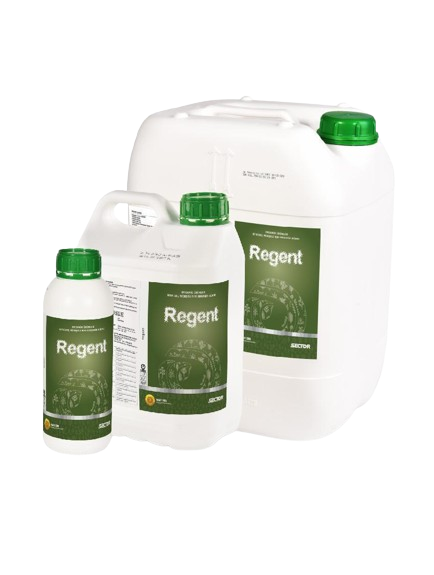 Regent